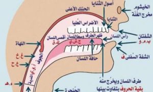 مخارج حروف.jpg